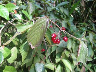 コバノガマズミ